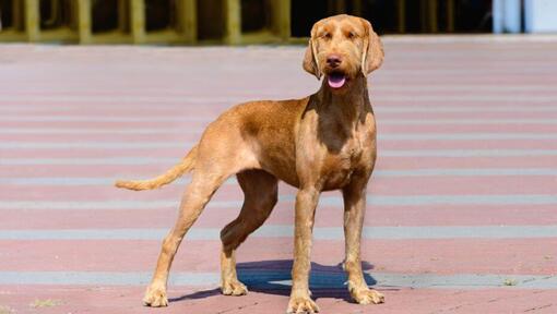 Hungarian Wire Haired Vizsla is walking in the town