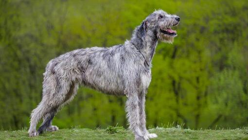 Irish Wolfhound is standing near the forest
