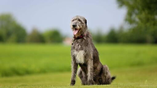 Irish Wolfhound is standing on the grass in a warm spring day
