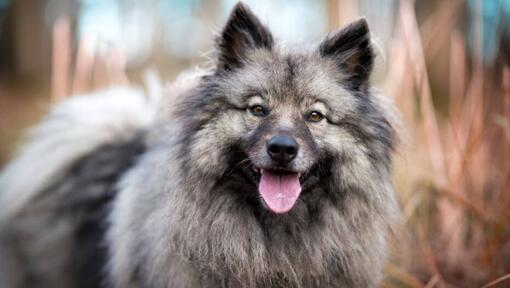 Keeshond with sticking up tongue
