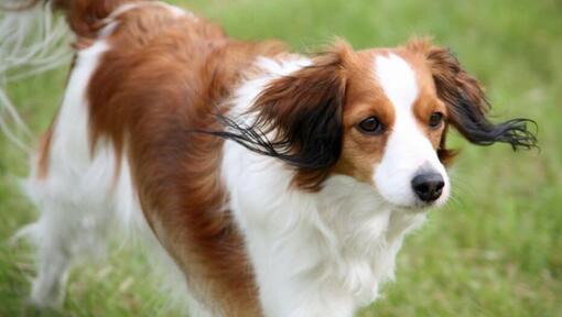 Kooikerhondje is playing in the yard