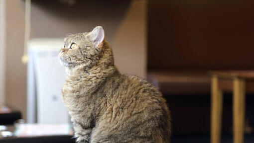 La Perms cat is watching the weather outside through the window.