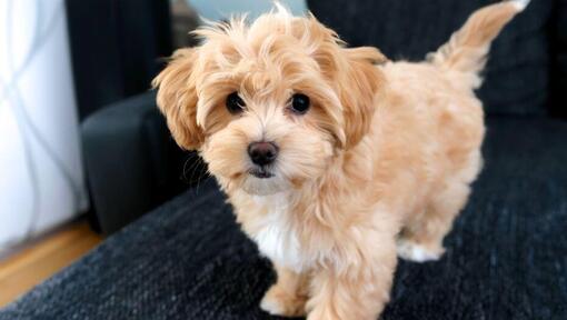 Maltipoo dog standing on sofa