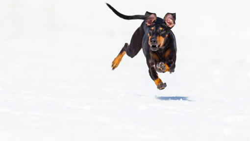 Dog running fast on a snow