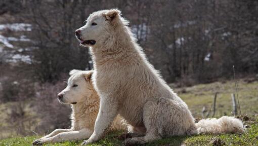  Two Maremma Sheepdogs are having a rest on the lawn