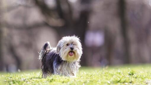 Morkie Dog Breed Information Purina