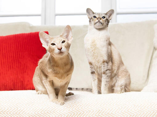 Two cats sitting on a sofa with a red cushion
