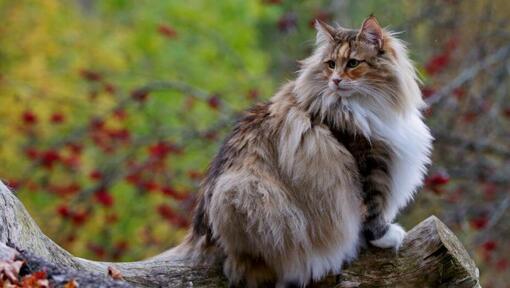 Norwegian Forest cat is climbing tree