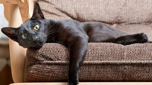 Oriental Short Hair cat is lying on the sofa