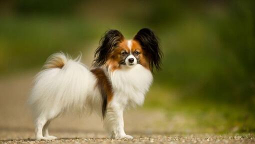 Papillon is standing in the park
