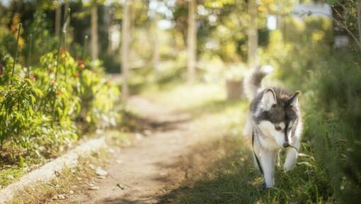 dog walking in the wood