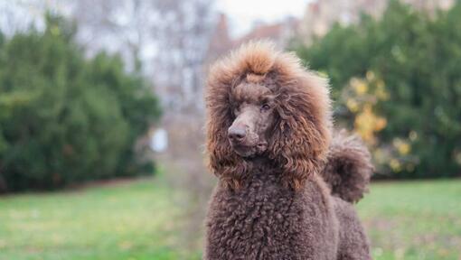 Brown Poodle (Standard) walking at the green garden