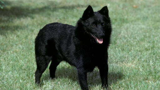 Schipperke is standing on the grass and looking forward
