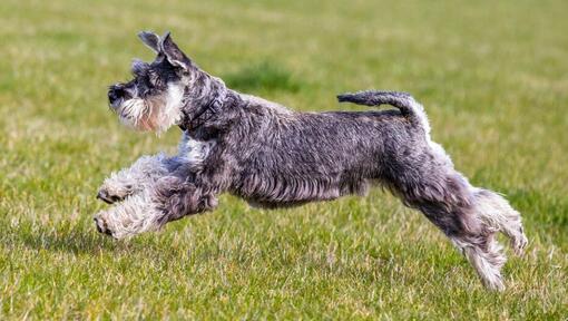 Schnauzer Standard is playing and jumping on the grass