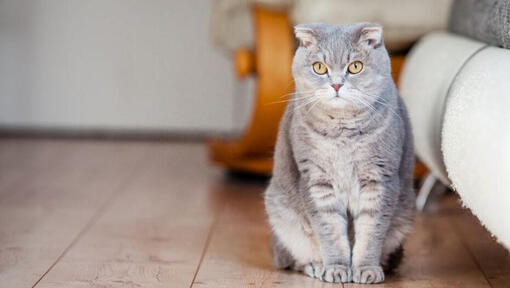Scottish Fold cat is standing on the floor