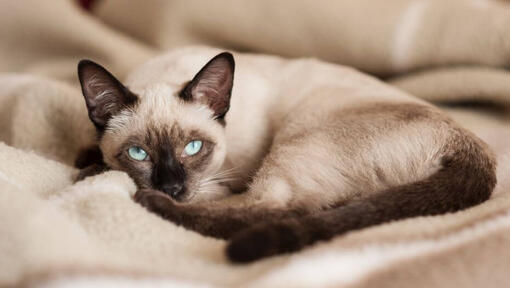 Siamese cat is lying on a blanket
