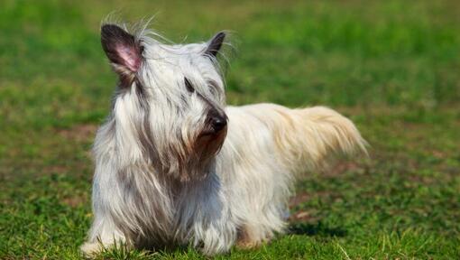 Light Sky Terrier walking on the grass