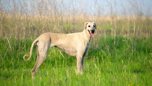 Sloughi standing in the field