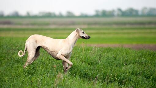 Sloughi playing in the field