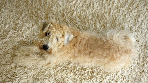 Terrier laying on the carpet