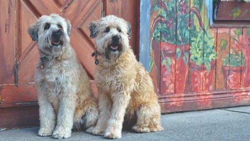 two terriers sitting on the pavement