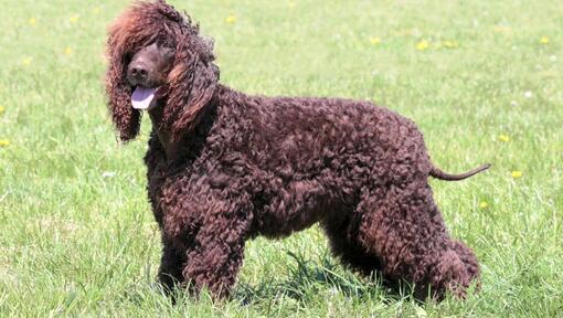 Irish Water Spaniel standing on the ground