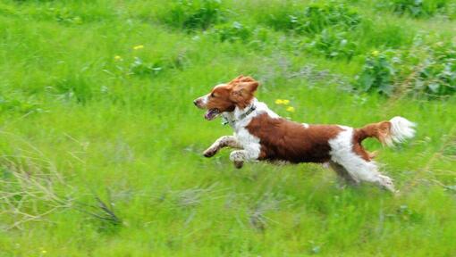 Spaniel (Welsh Springer) runs at field with grass