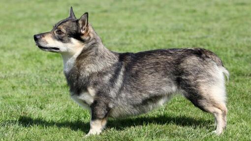 Swedish Vallhund standing on the grass