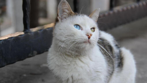 Turkish Van cat is sitting on balcony