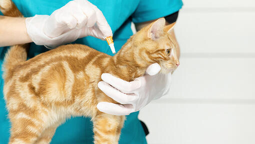 cat getting flea treatment