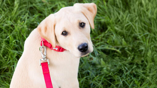 dog outside on lead