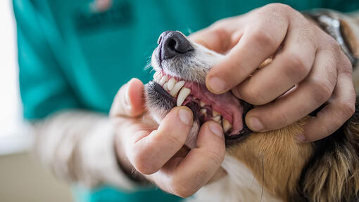 dog getting dental check
