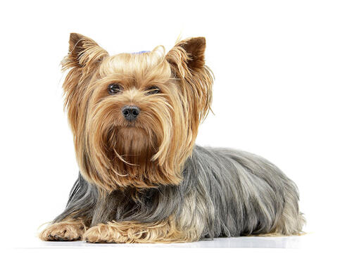 Yorkshire Terrier Dog Breed Information