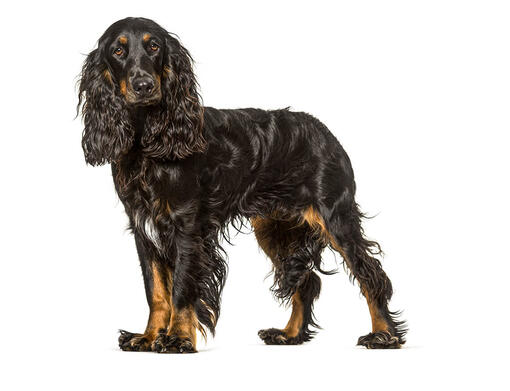 Field Spaniel