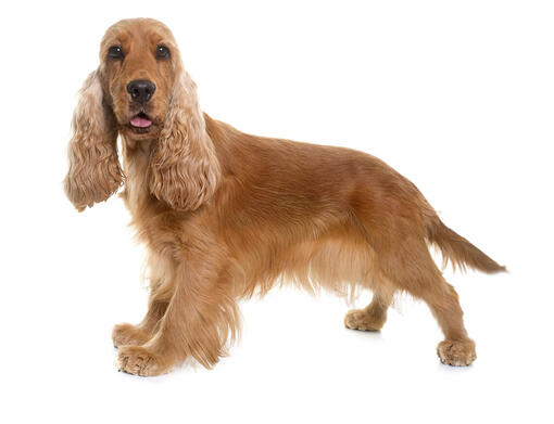 Spaniel (Cocker)