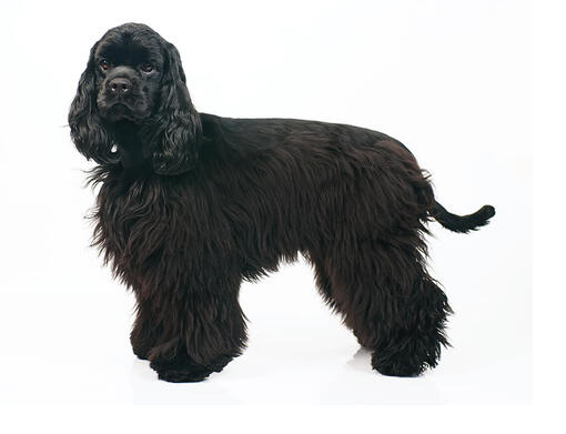 American Cocker Spaniel