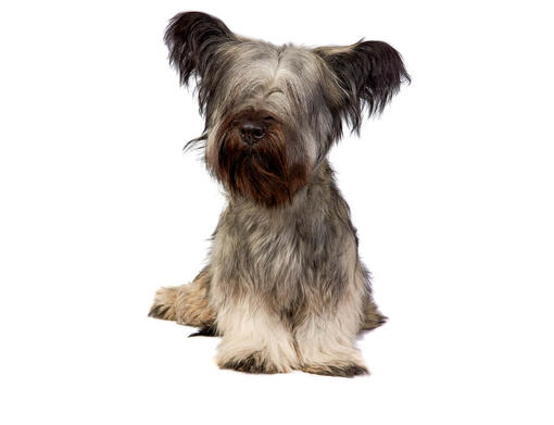 Skye Terrier Mobile