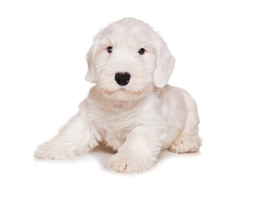 Sealyham Terrier Mobile