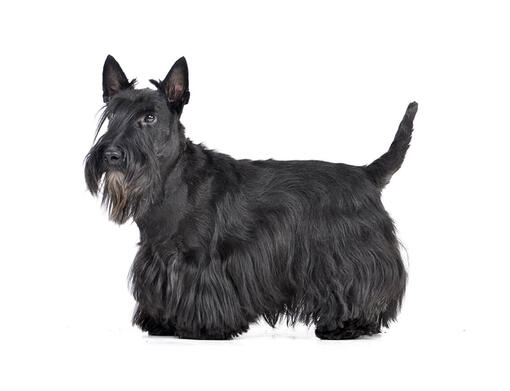 Scottish Terrier Mobile