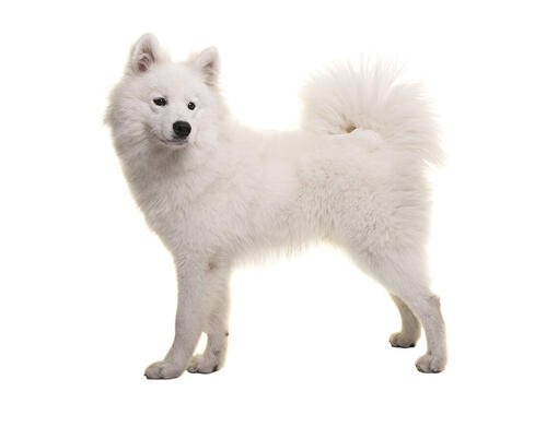 Samoyed Mobile