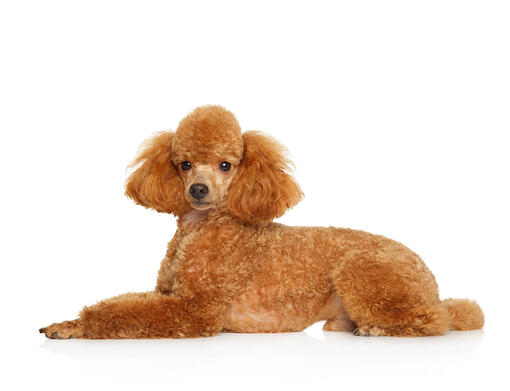 Your Guide to the 3 Types of Poodles: Toy, Miniature, & Standard