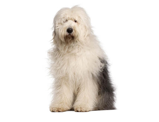 Old English Sheepdog Mobile