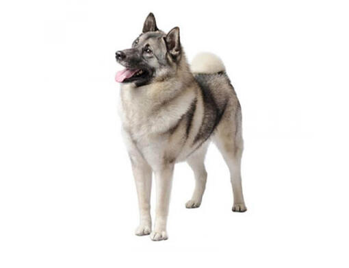 are norwegian elkhounds good with other dogs