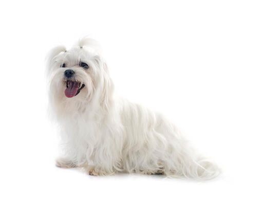 Maltese Dog Breed Information | Purina