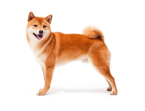 Japanese Shiba Inu Mobile