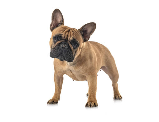 https://www.purina.com.my/sites/default/files/styles/ttt_image_510/public/2021-02/BREED%20Hero%20Mobile_0114_french_bulldog.jpg?itok=WANE6bt-