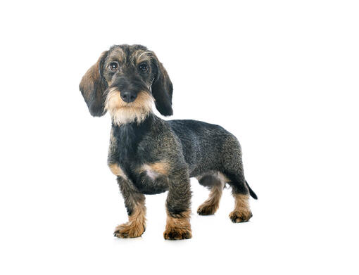 Dachshund (Miniature Wire-Haired)