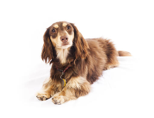 Dachshund (Miniature Long-Haired)