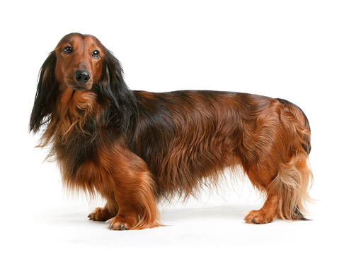 breeding long hair and short hair dachshund