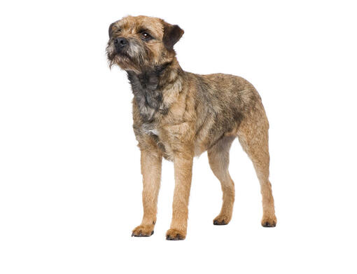 should i wash my border terrier